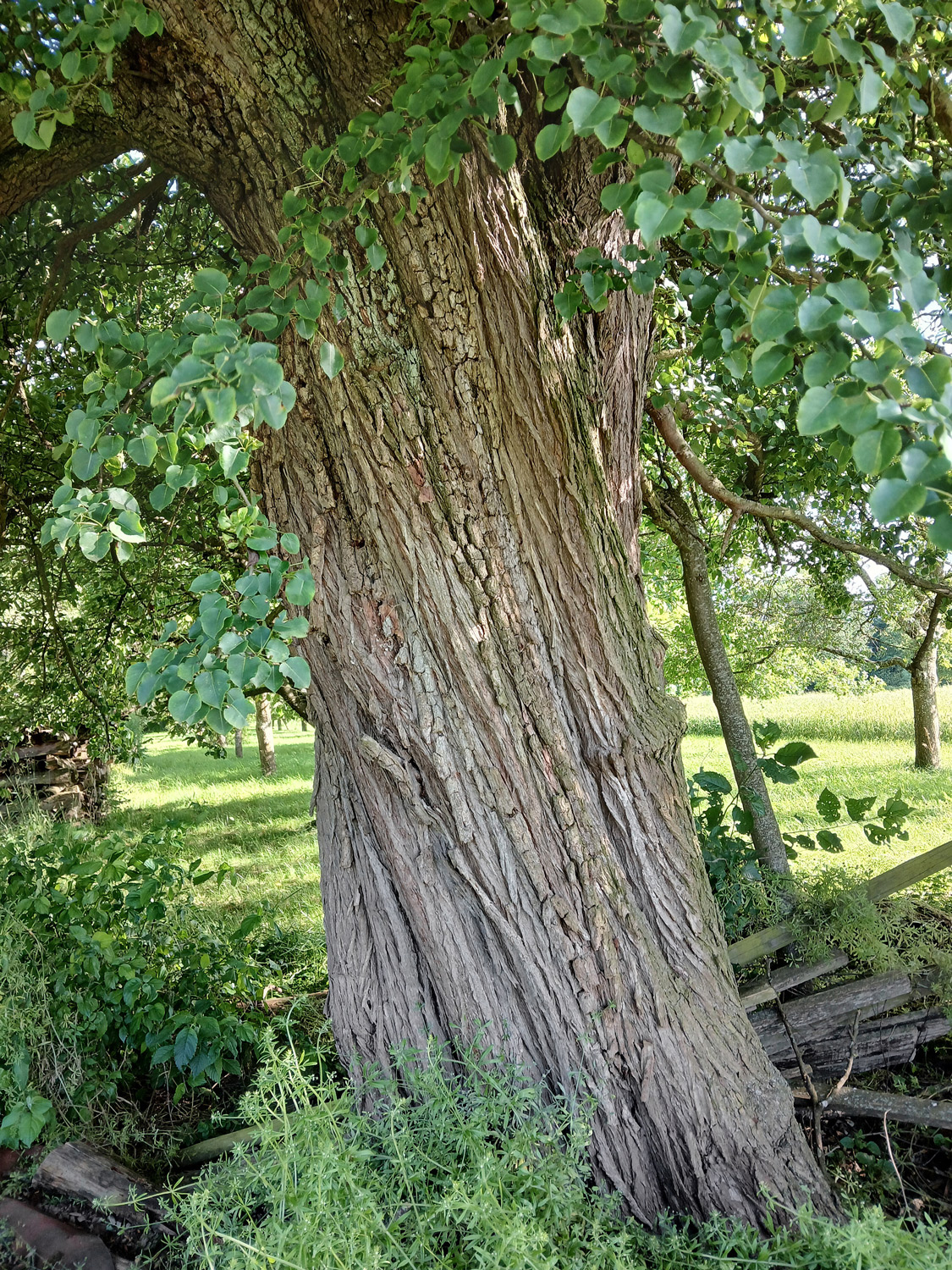 Pyrus pyraster - Kusterdingen-Jettenburg - Juni 2024