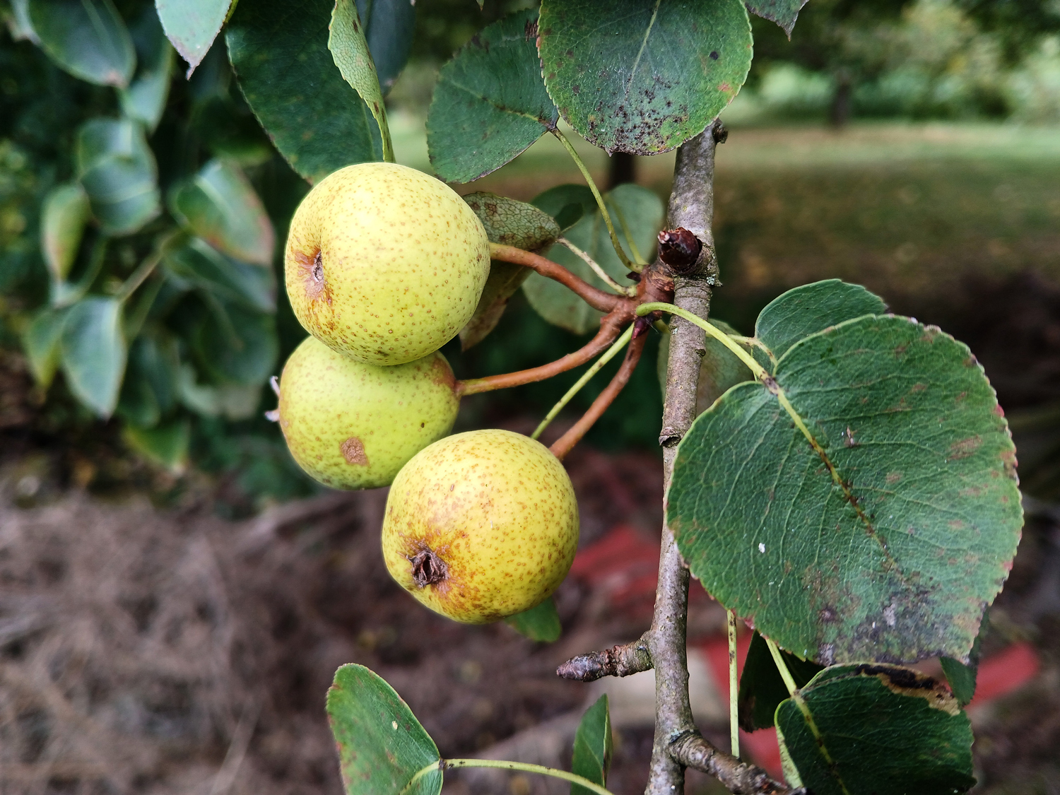 Pyrus pyraster - Kusterdingen-Jettenburg - August 2025