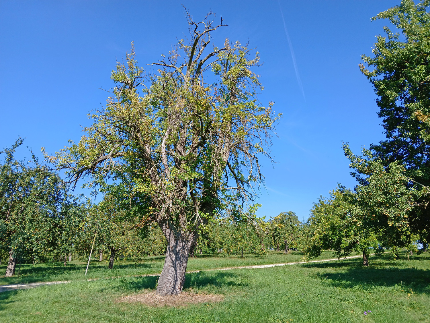 Pyrus pyraster - Gomaringen - Aug. 2025