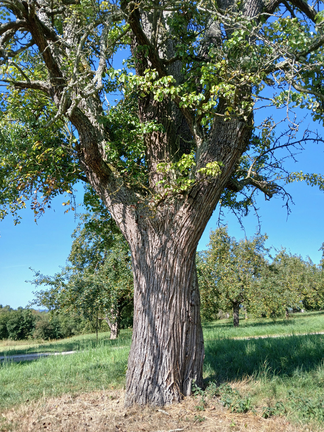 Pyrus pyraster - Gomaringen - Aug. 2025