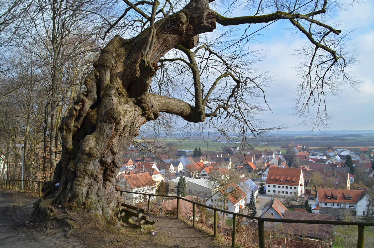 St. Nikolauslinde in Erolzheim - Januar 2014