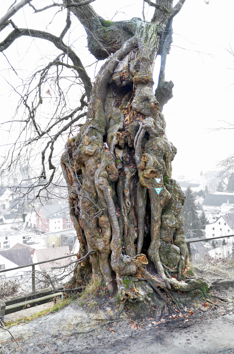 St. Nikolauslinde in Erolzheim - Januar 2014