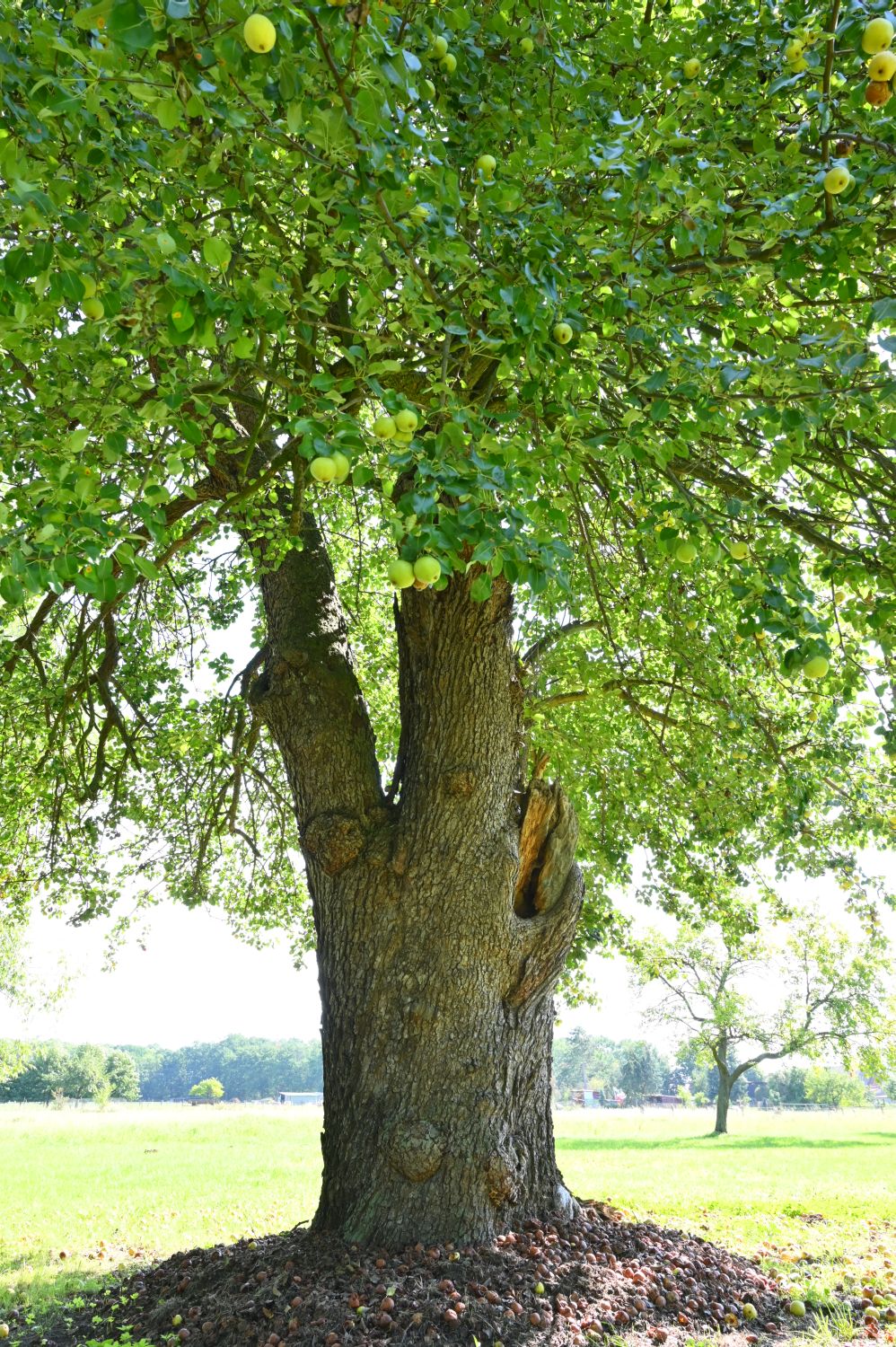 Birnbaum - Egsdorf - September 2020