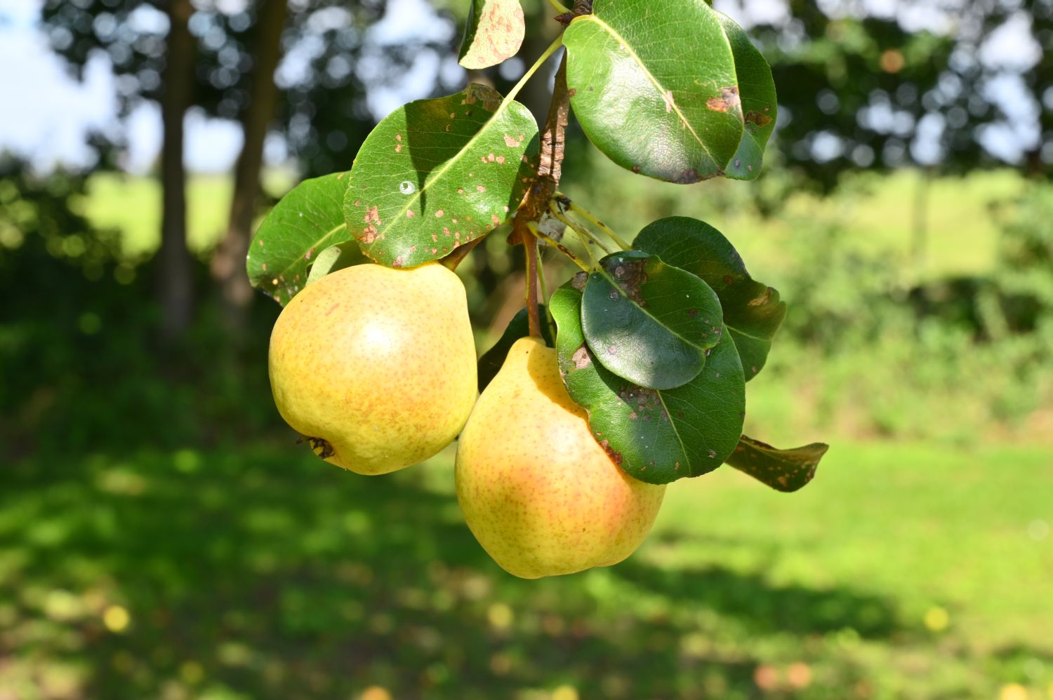 Birnbaum - Egsdorf - September 2020