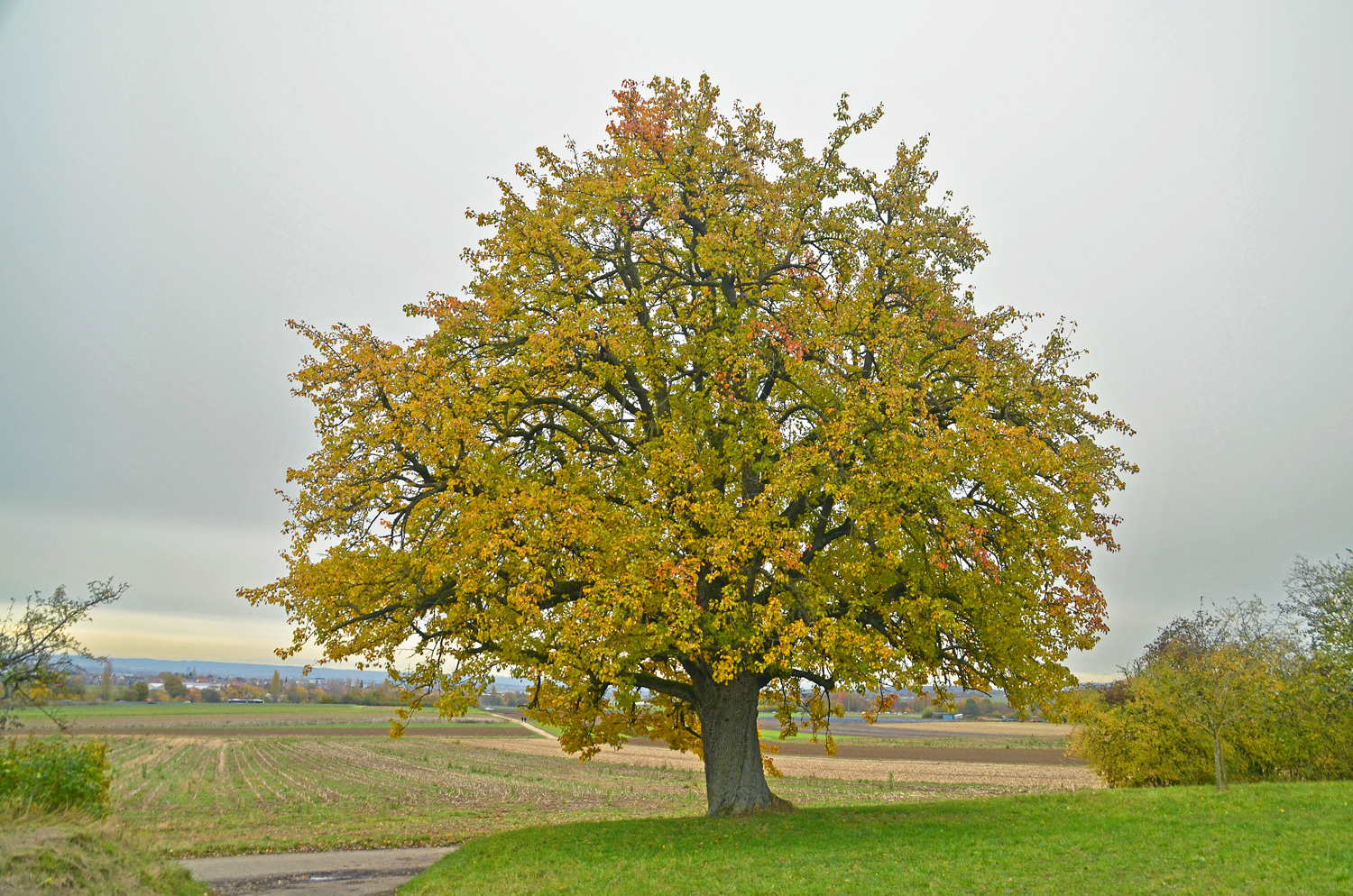 Nägelesbirne bei Filderstadt-Plattenhardt - Nov. 2023