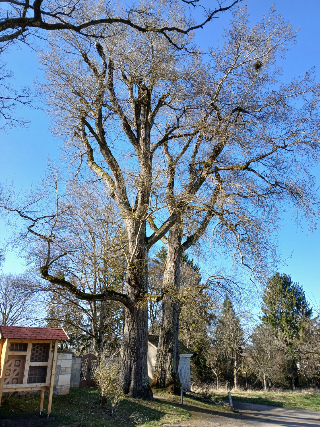 Populus alba - Tübingen-Kilchberg - Febr. 2026