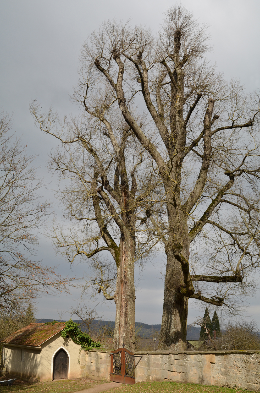 Populus alba - Tübingen-Kilchberg - März 2014