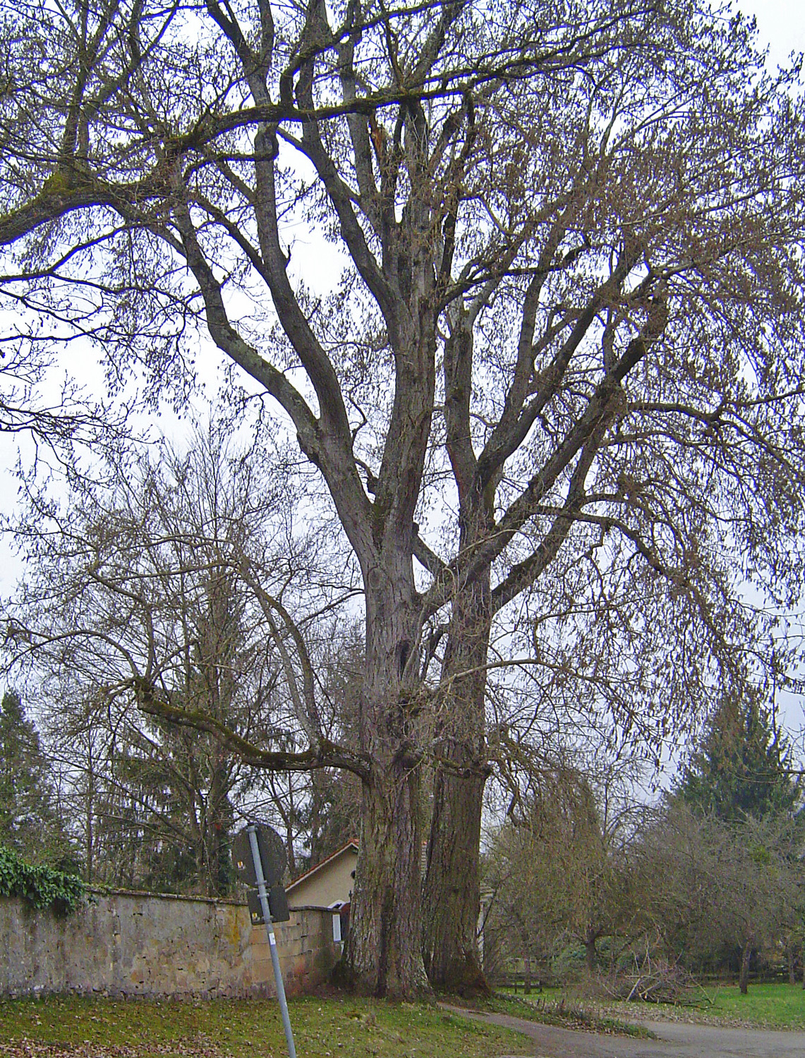 Populus alba - Tübingen-Kilchberg - April 2009
