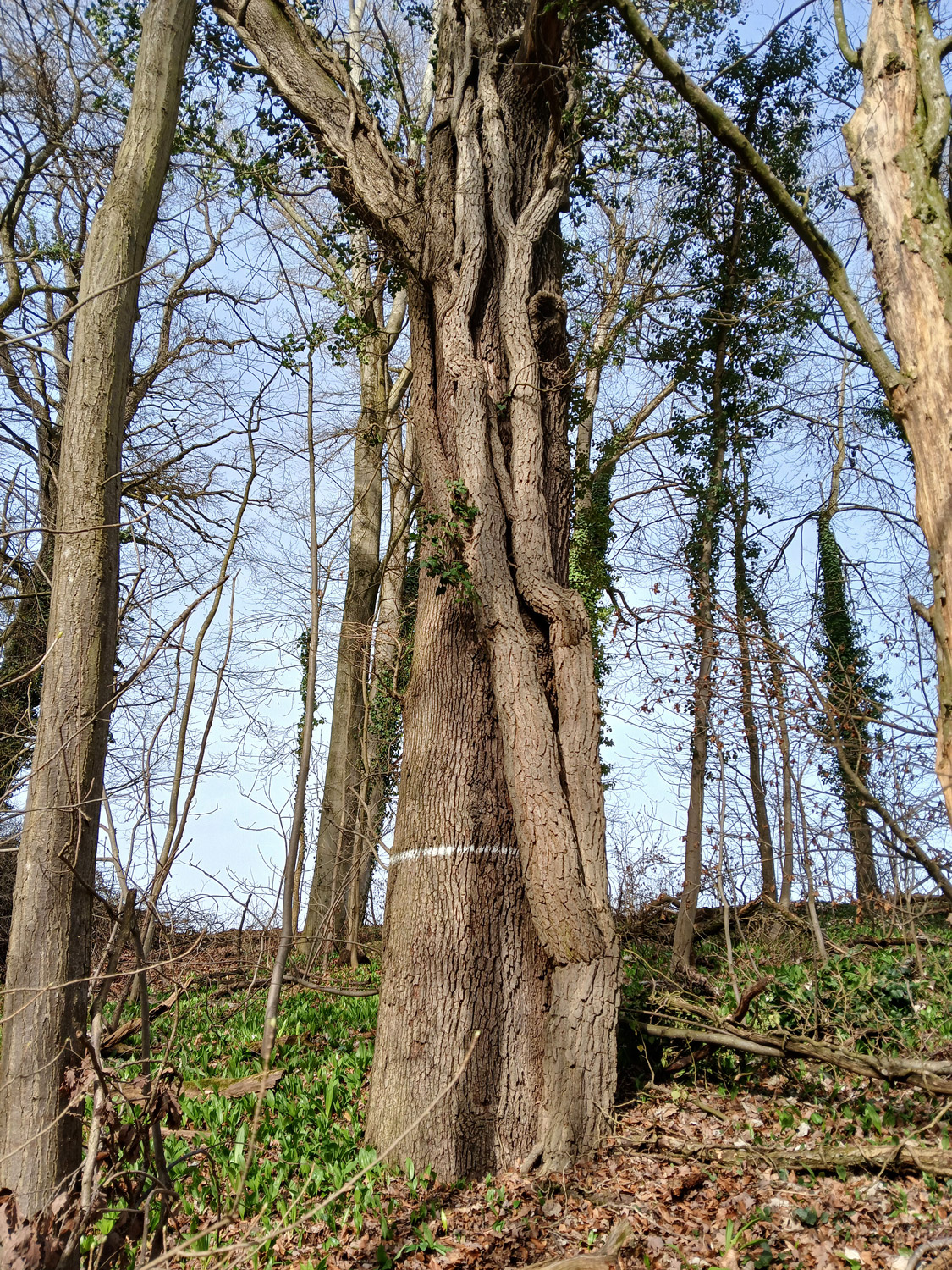 Hedera helix - Tübingen-Lustnau - März 2026