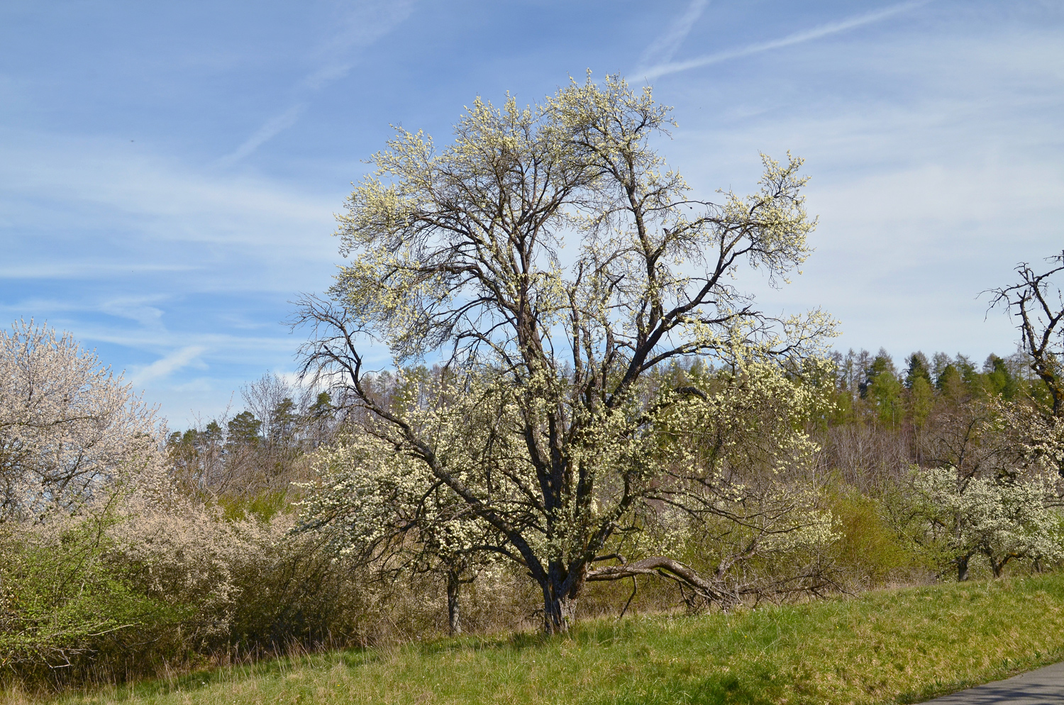 Prunus domestica 'Hauszwetschge' - Mössingen - April. 2026