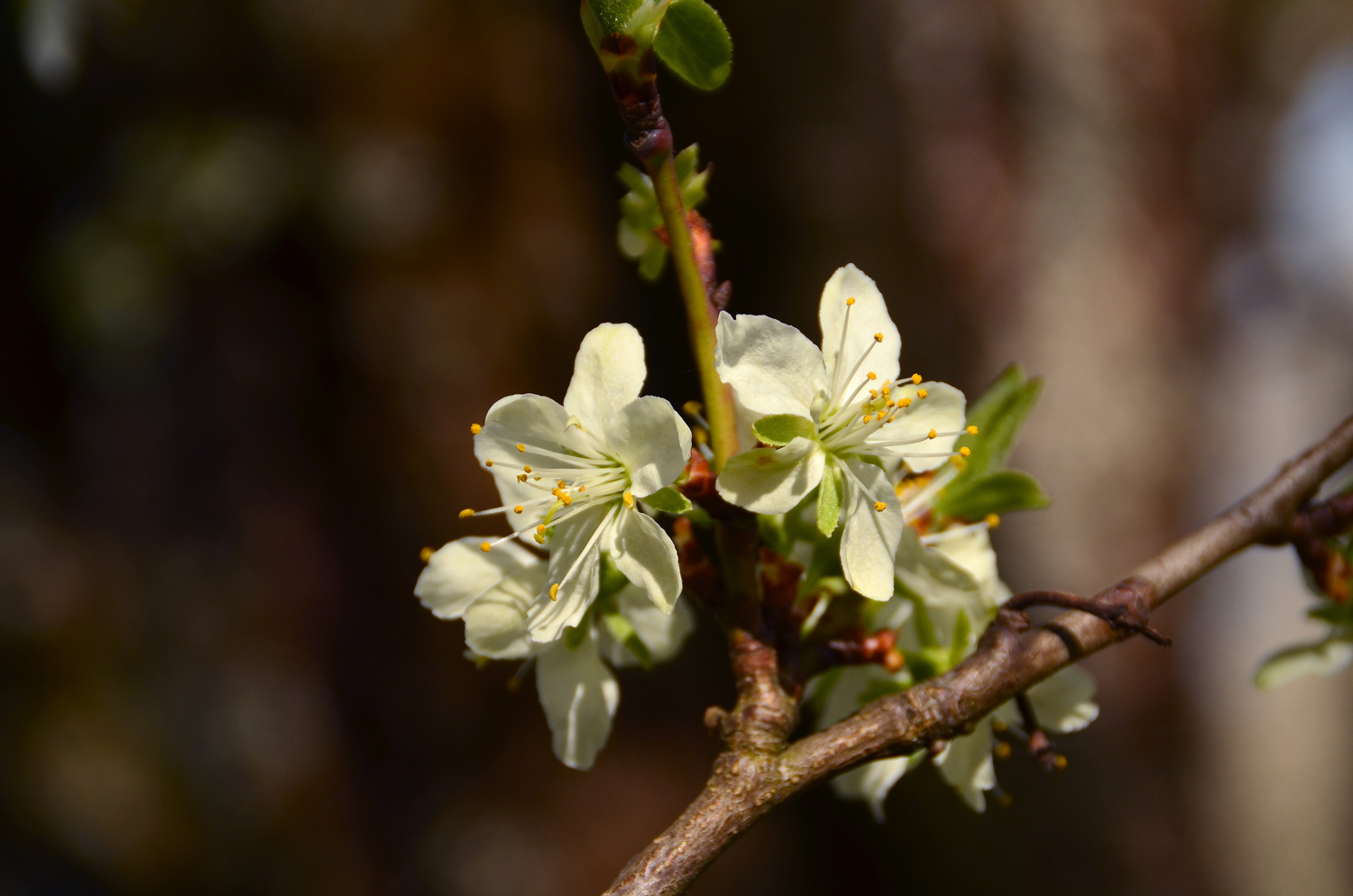 Prunus domestica 'Hauszwetschge' - Mössingen - April. 2026