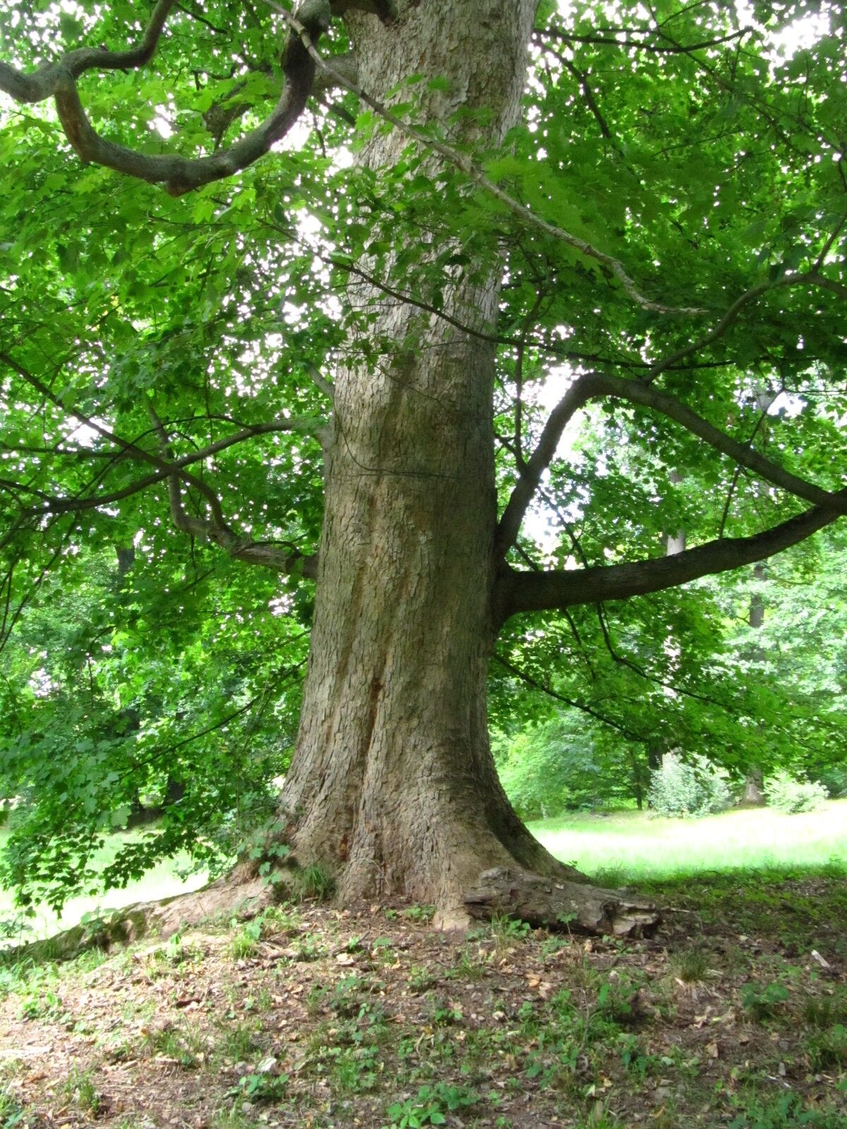 Acer pseudoplatanus - Schlosspark Ilsenburg - August 2025