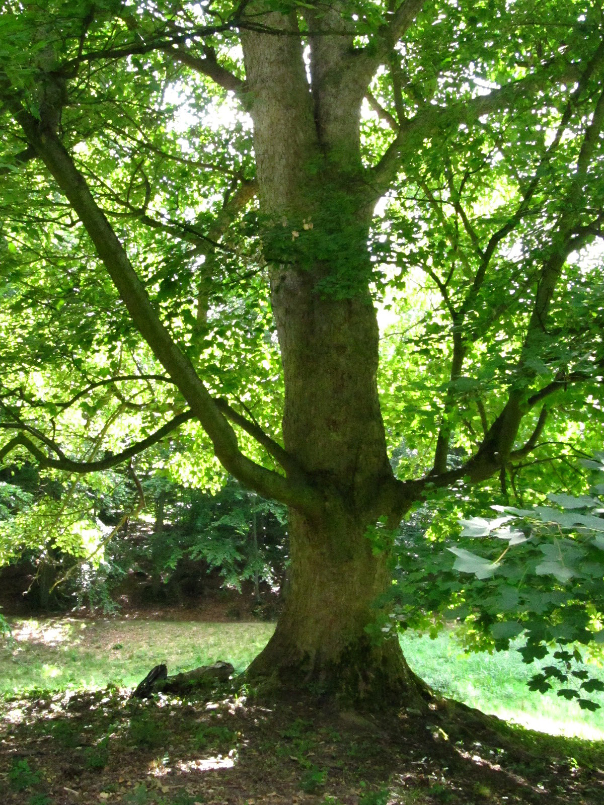 Acer pseudoplatanus - Schlosspark Ilsenburg - August 2025
