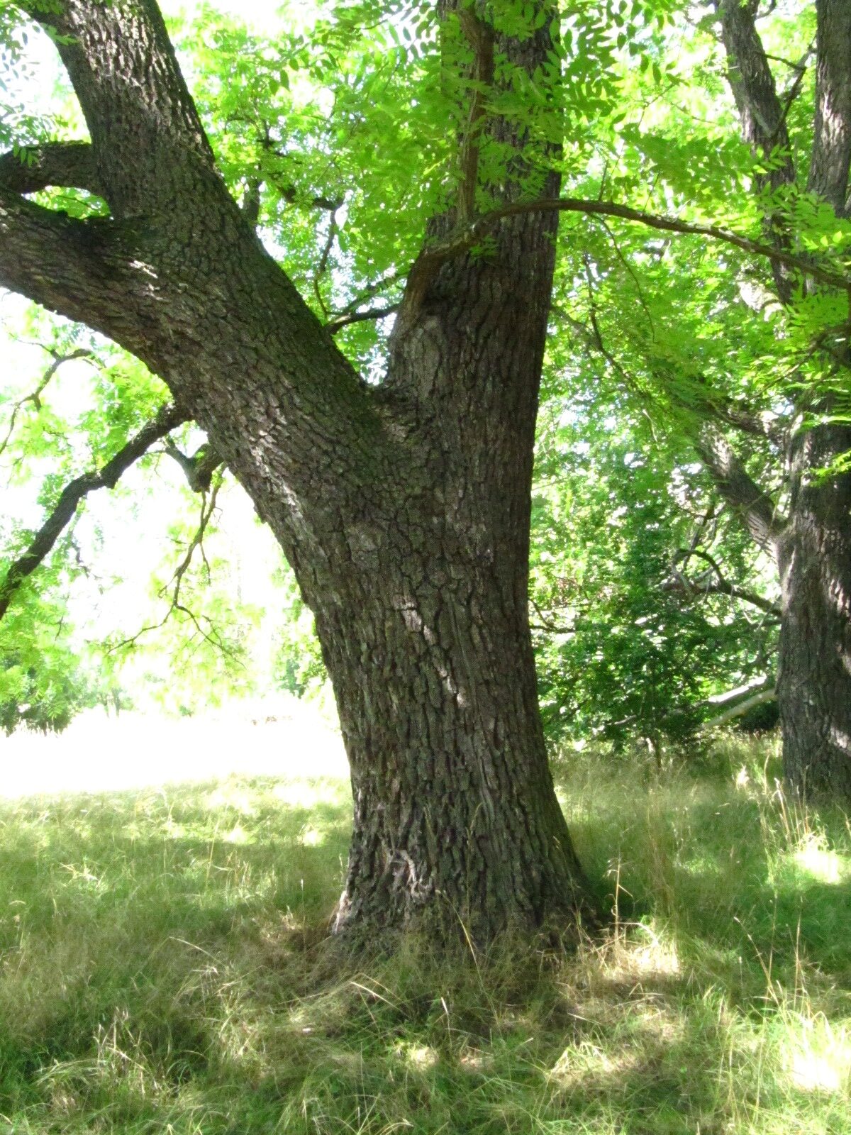 Juglans nigra - Schlosspark Langenstein - Juli 2025