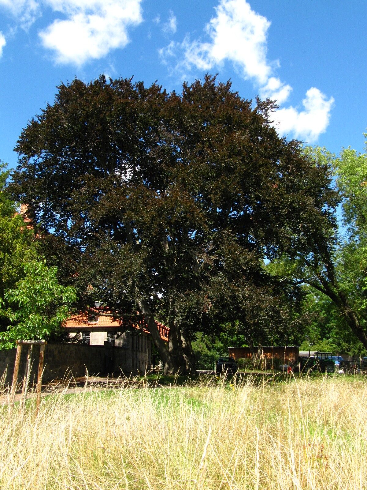 Fagus sylvatica, Atropurpurea Gruppe - Schlosspark Langenstein - Juli 2025