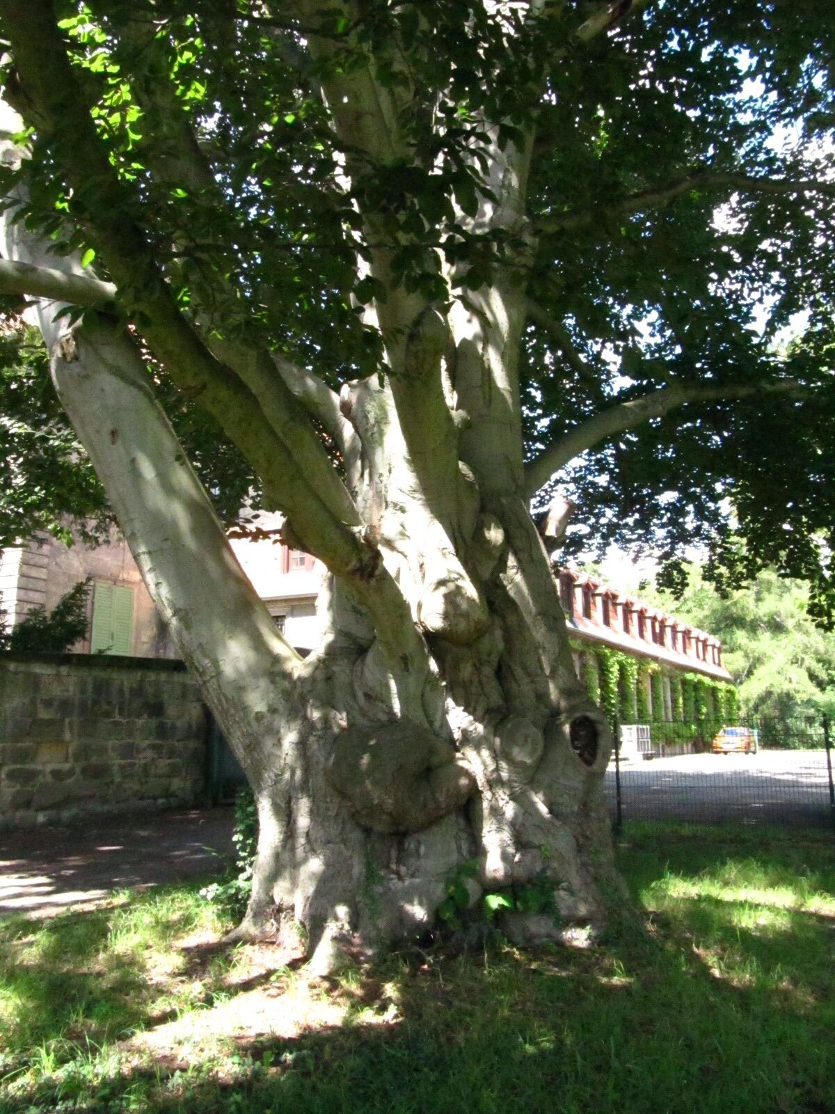 Fagus sylvatica, Atropurpurea Gruppe - Schlosspark Langenstein - Juli 2025