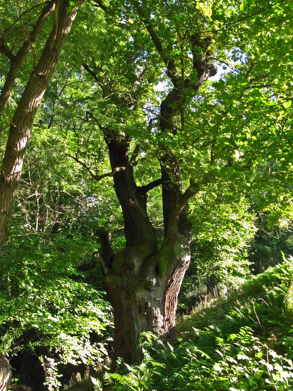 Quercus robur - Walbeck - Okt. 2025