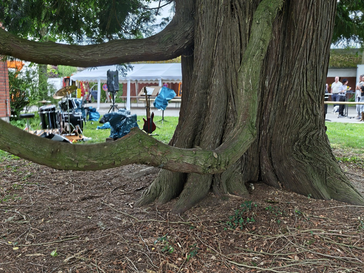Riesen-Lebensbaum im Toskanapark Lindau: Detail des Stammes und der unteren, schleppenartigen Kronenäste.