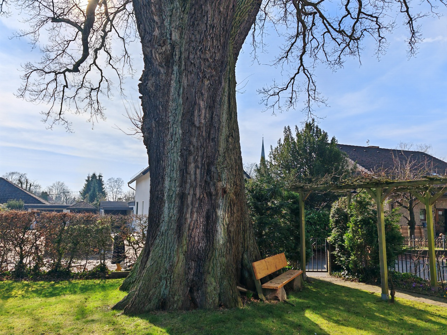 Stamm der Stiel-Eiche Bremen-Vegesack im März 2025.