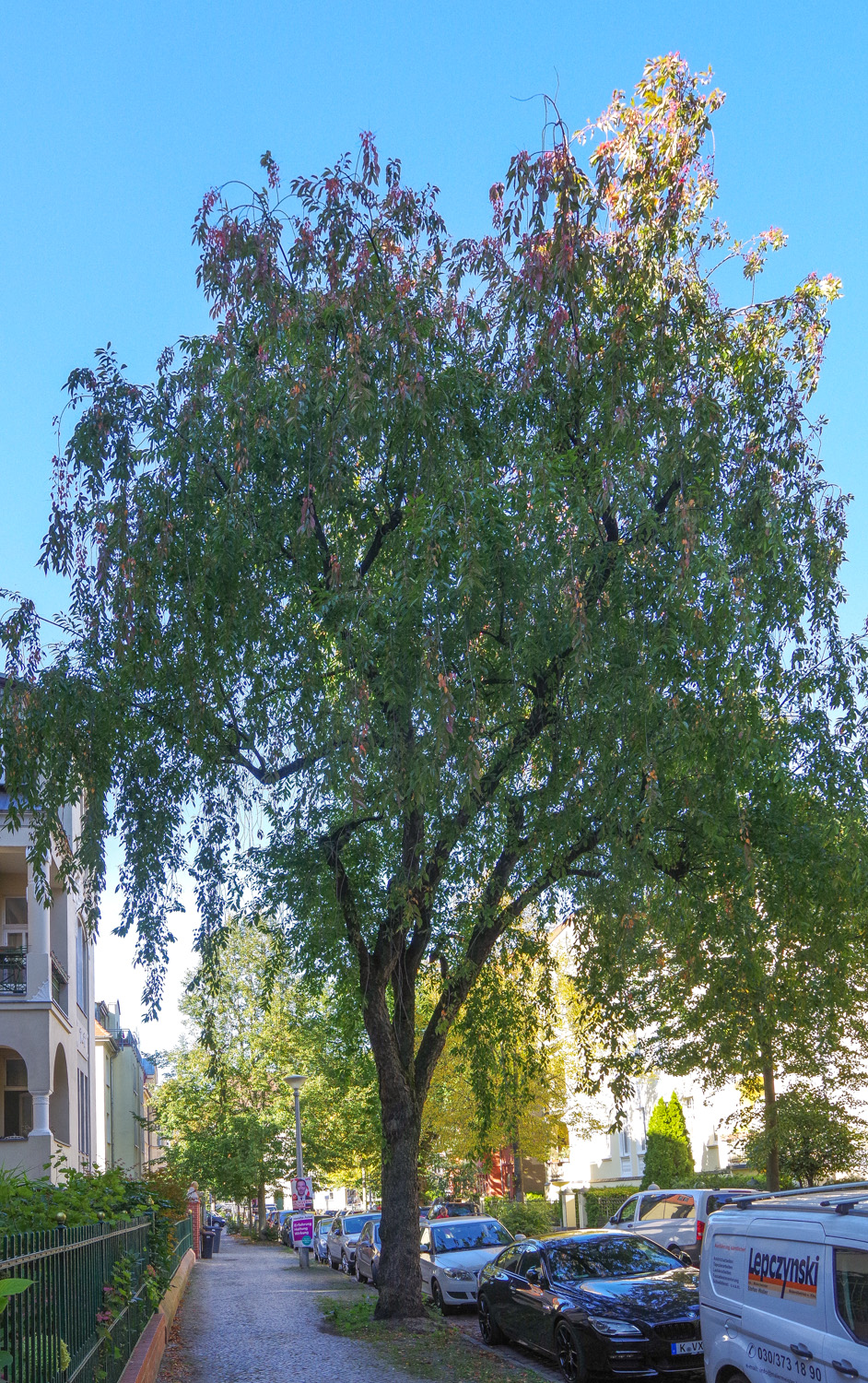 Prunus serotina - Potsdam - Sept. 2025