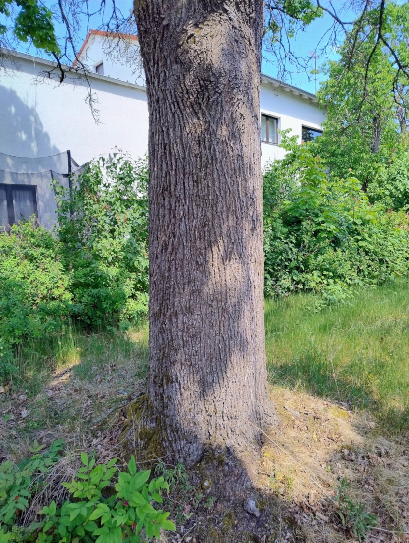 Acer platanoides 'Globosum' - Altenfurt -