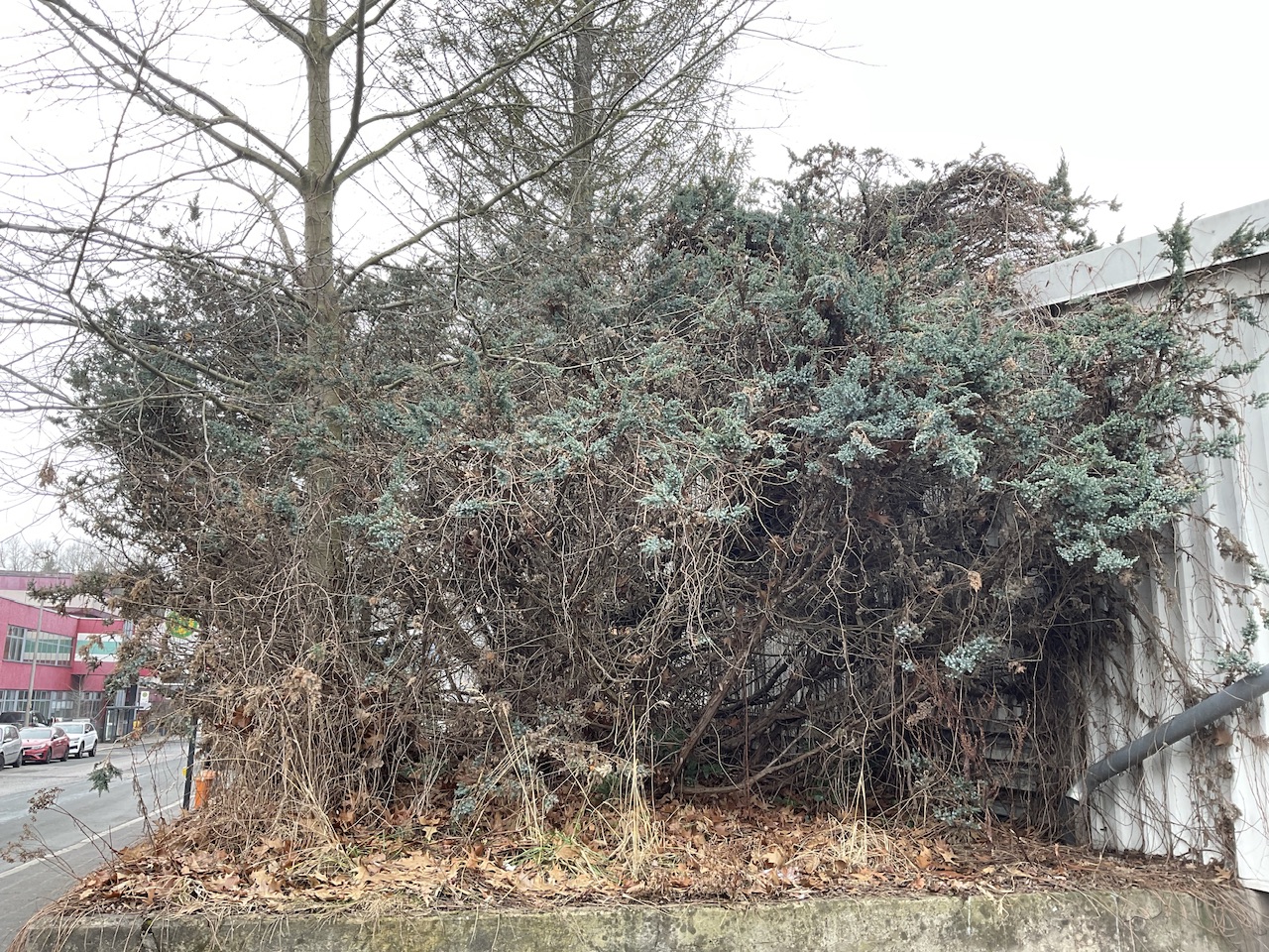 Juniperus squamata 'Meyeri' - Altenfurt -