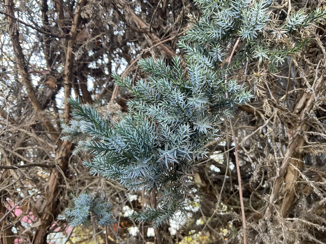 Juniperus squamata 'Meyeri' - Altenfurt -