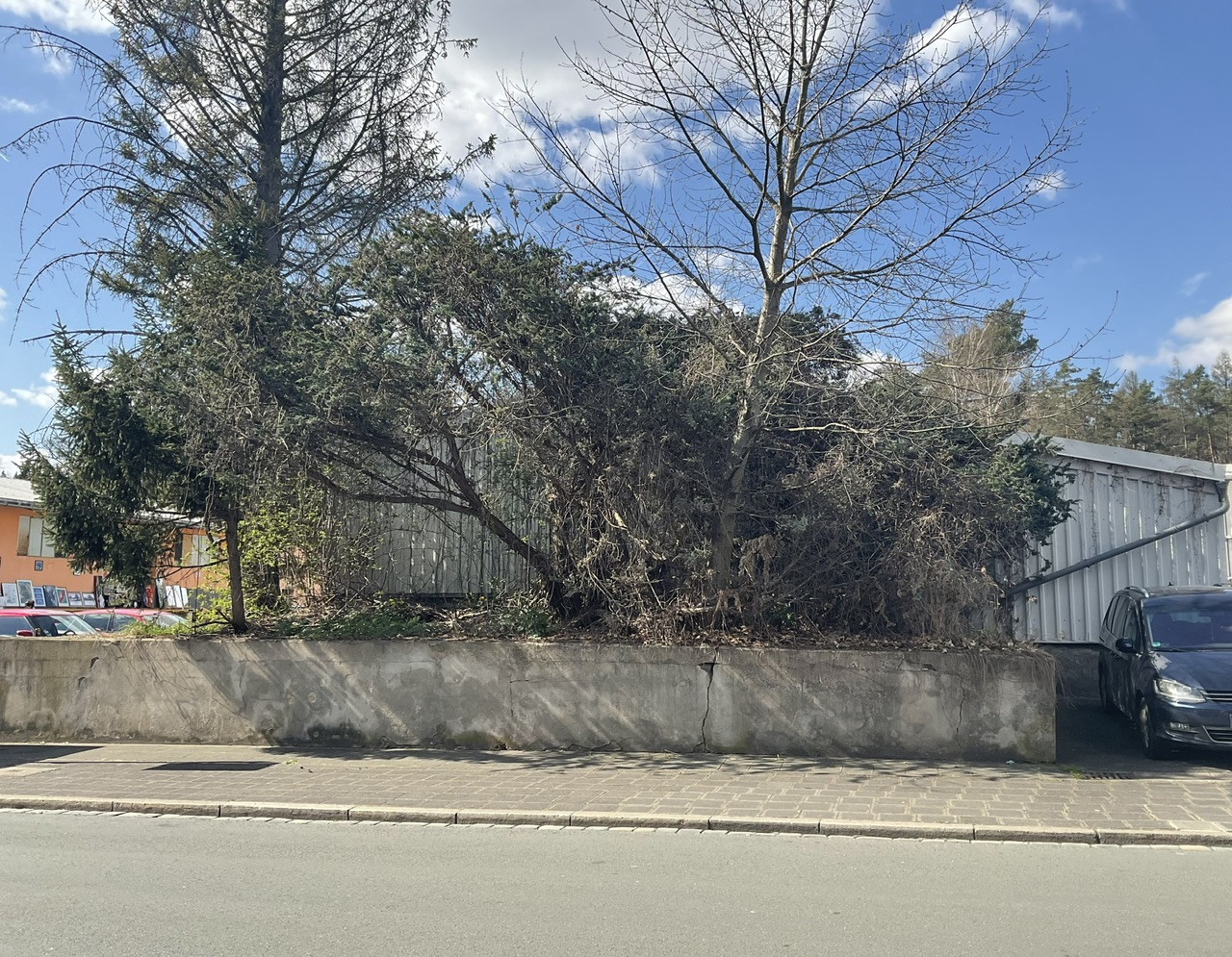 Juniperus squamata 'Meyeri' - Altenfurt -