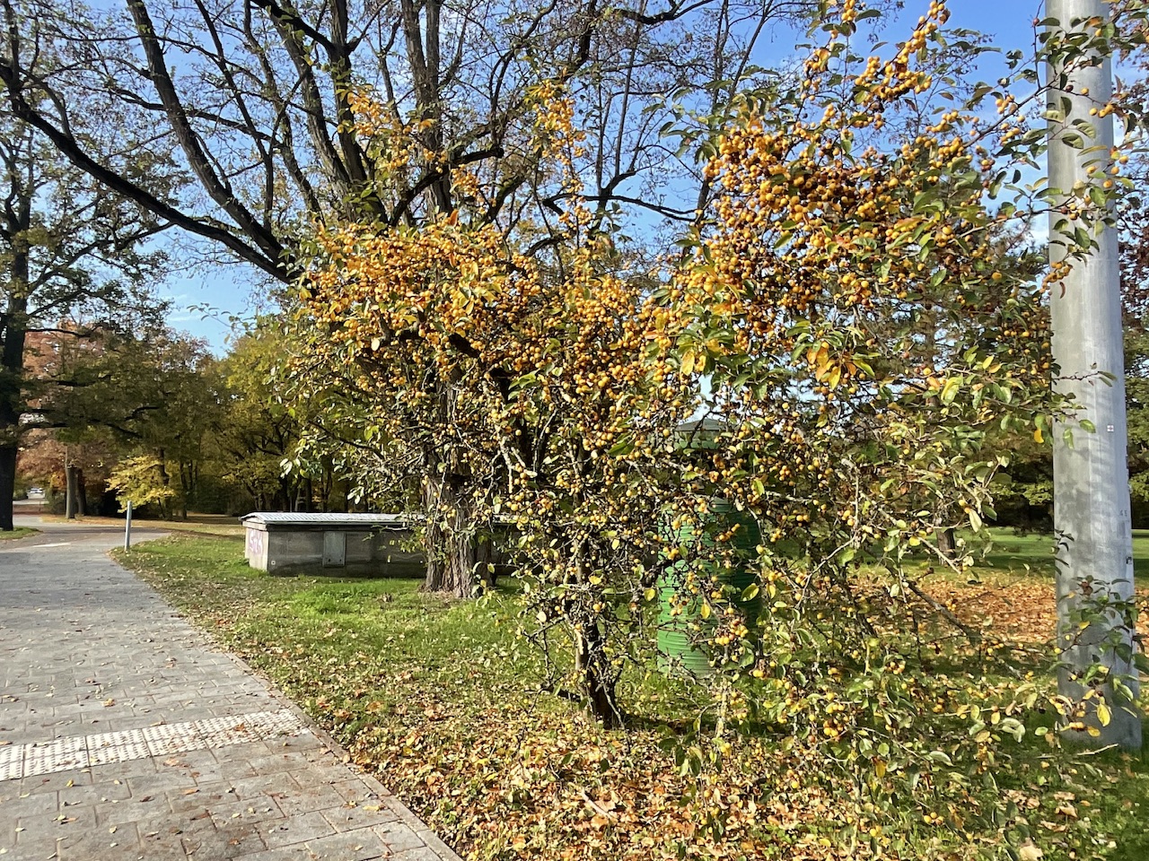 Gelber Zier-Apfel - Gleißhammer - Habitus Oktober 2024
