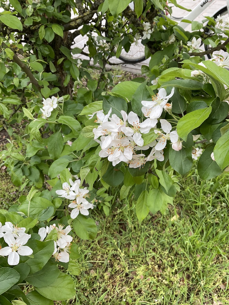 Gelber Zier-Apfel - Gleißhammer - Blüte 26.04.25