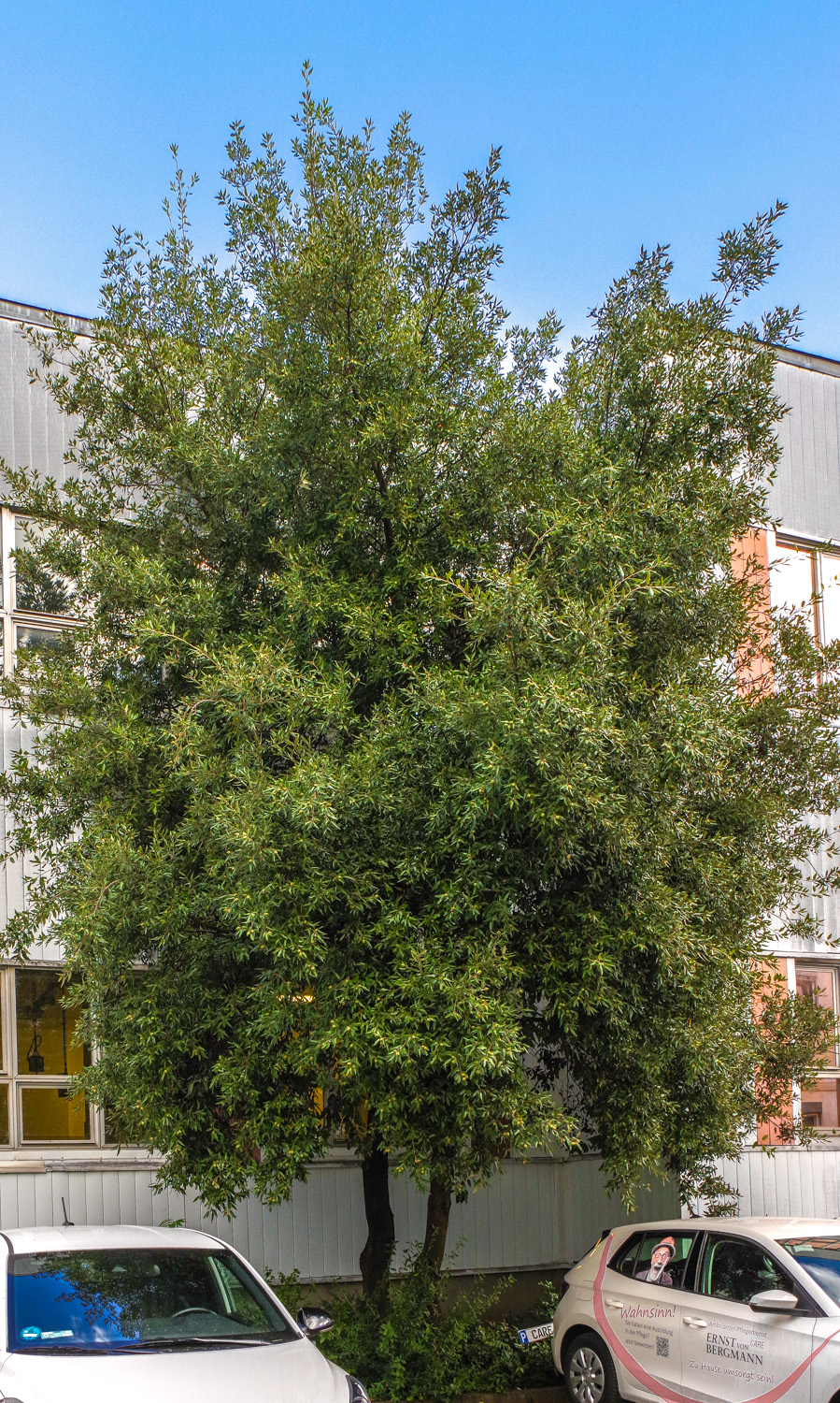 Quercus ilex - Potsdam - Okt. 2025