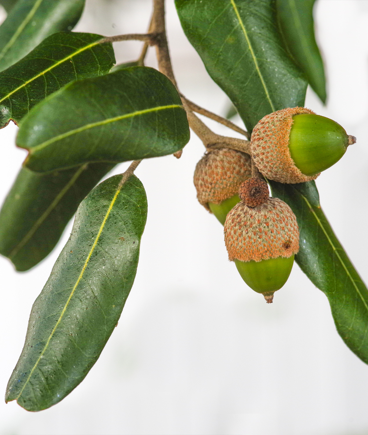 Quercus ilex - Potsdam - Okt. 2025