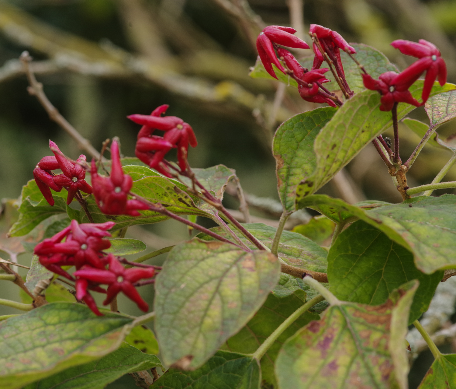 Clerodendrum trichotomum var. fargesii - Potsdam - Oktober 2025