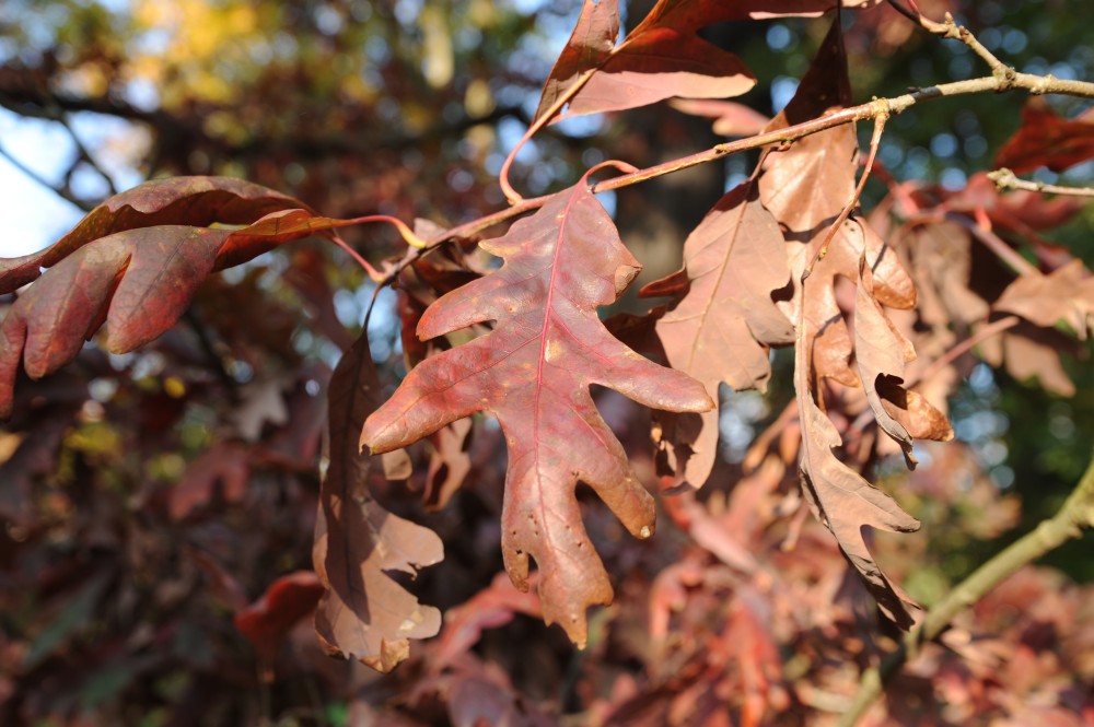 Quercus alba 'Elongata' - Forst - 2013