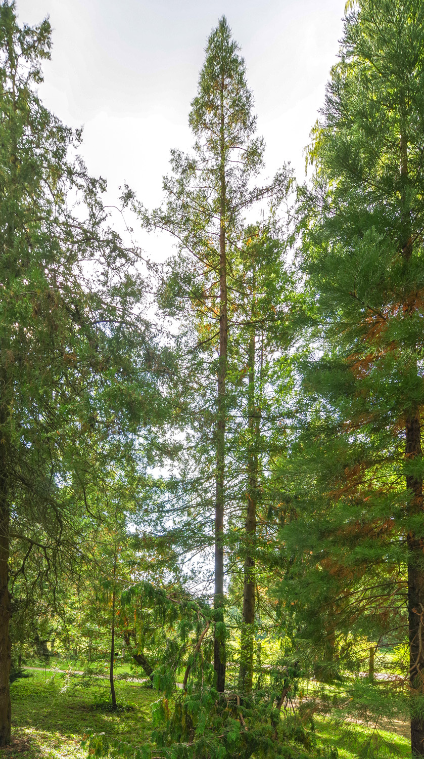Sequoia sempervirens - Potsdam - Okt. 2025
