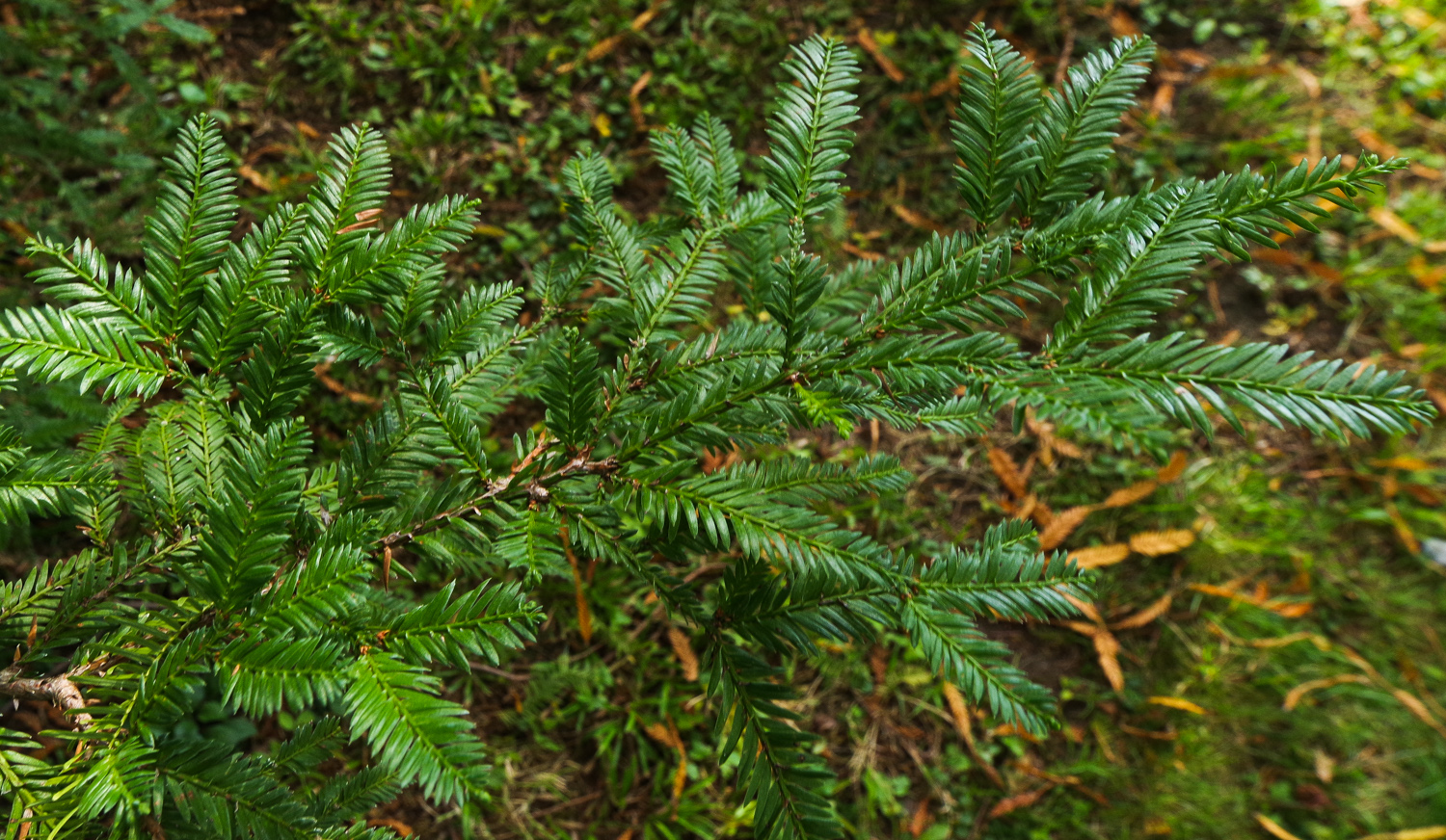 Sequoia sempervirens - Potsdam - Okt. 2025