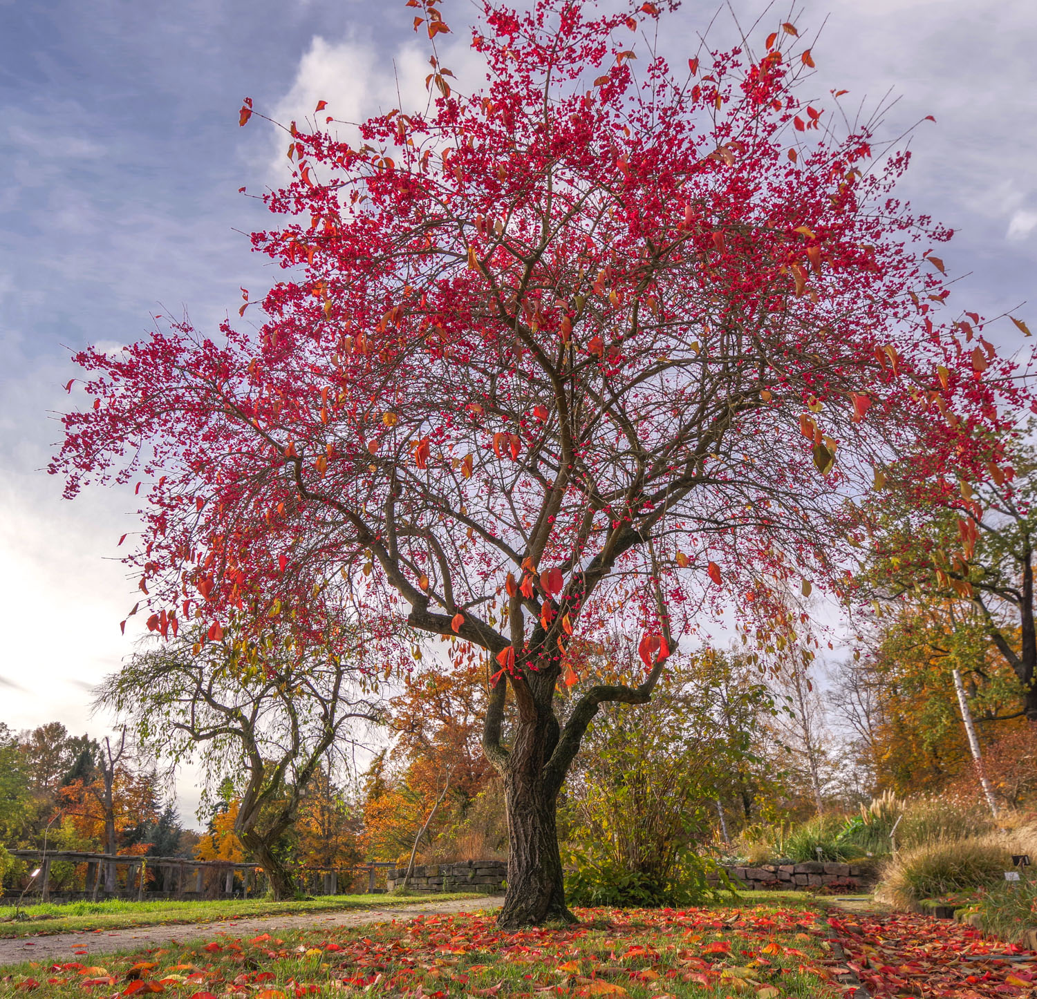 Euonymus europaeus - Potsdam - Nov. 2023