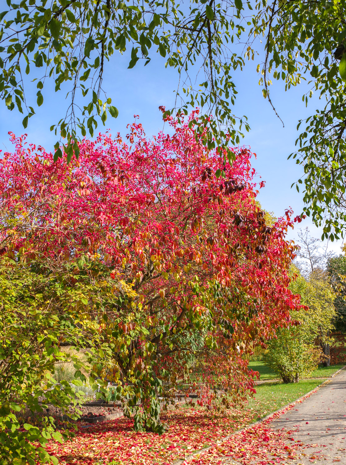 Euonymus europaeus - Potsdam - Okt. 2020