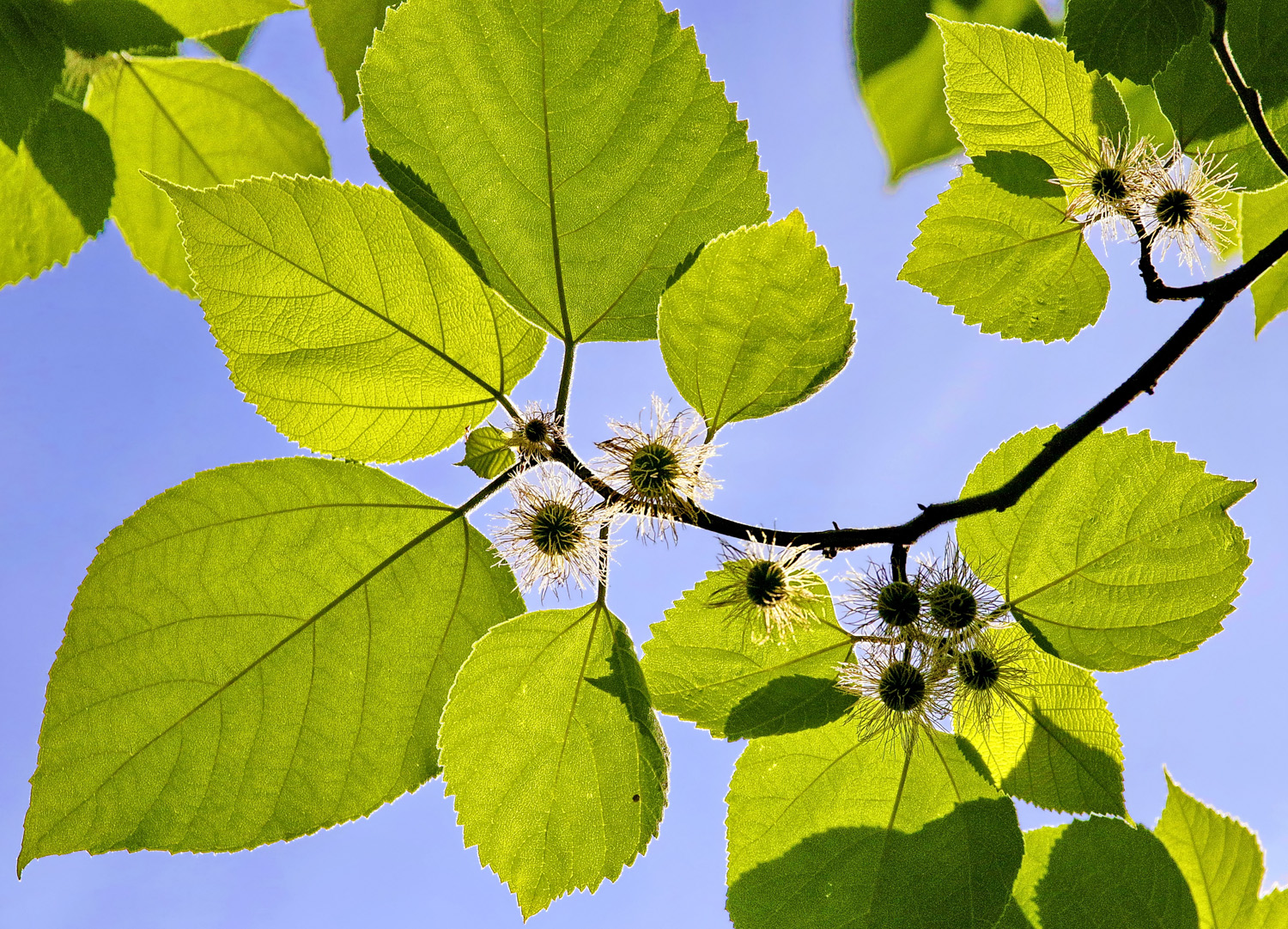 Broussonetia pypyrifera - Potsdam - Juni 2016