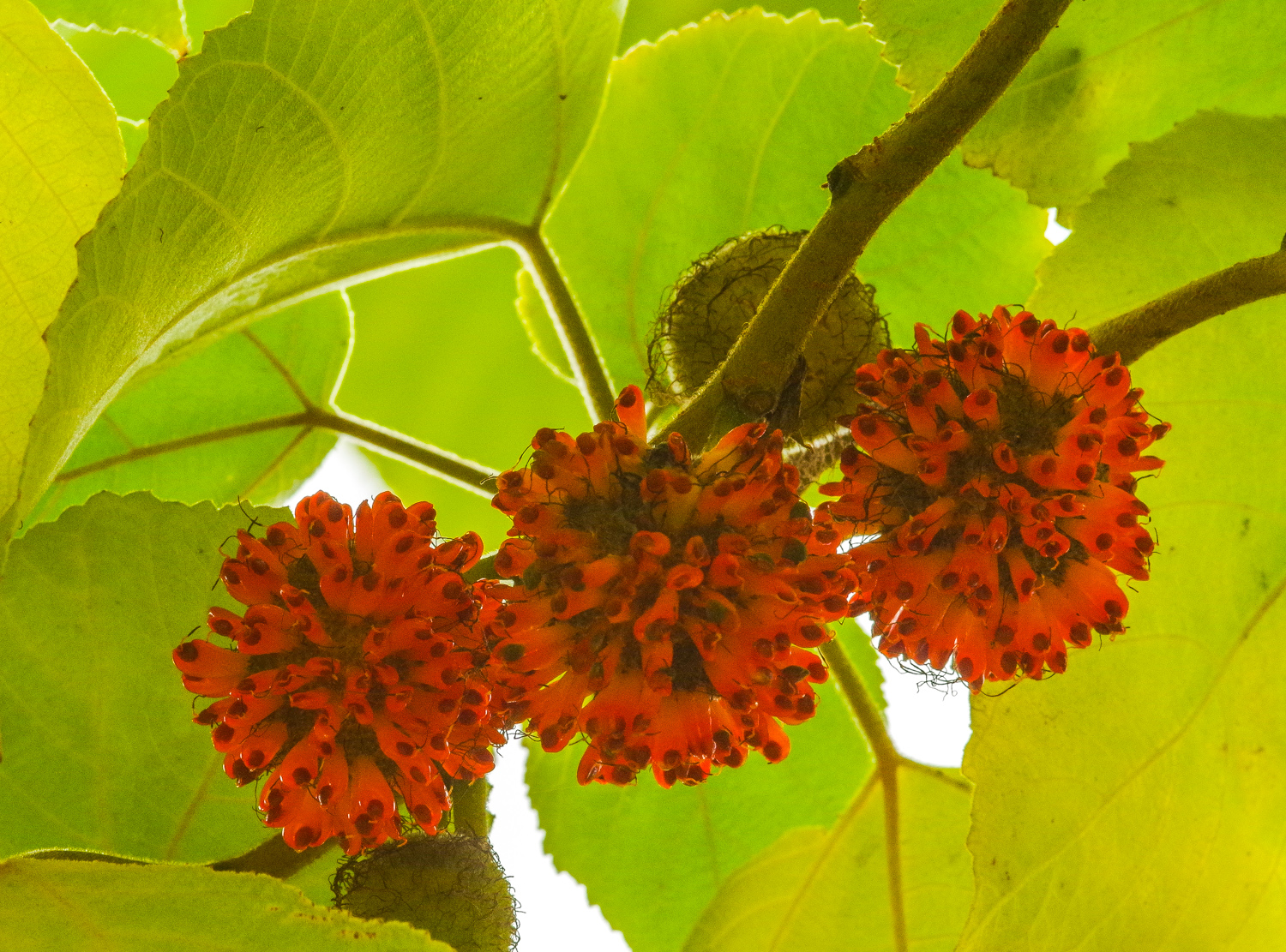 Broussonetia pypyrifera - Potsdam - Oktober 2025