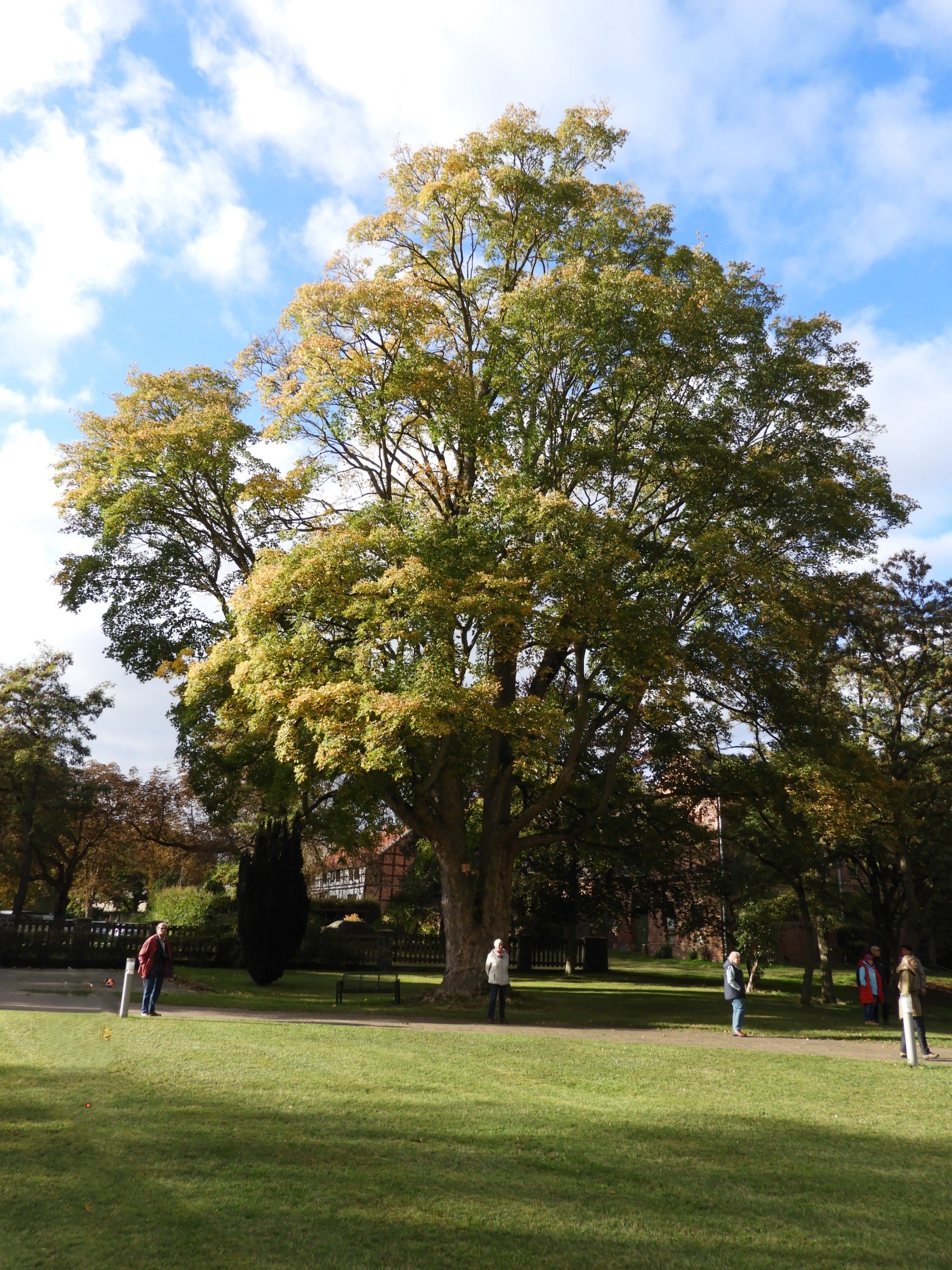 Acer pseudoplatanus - Massow - Ansicht von Südosten im Okt. 2025