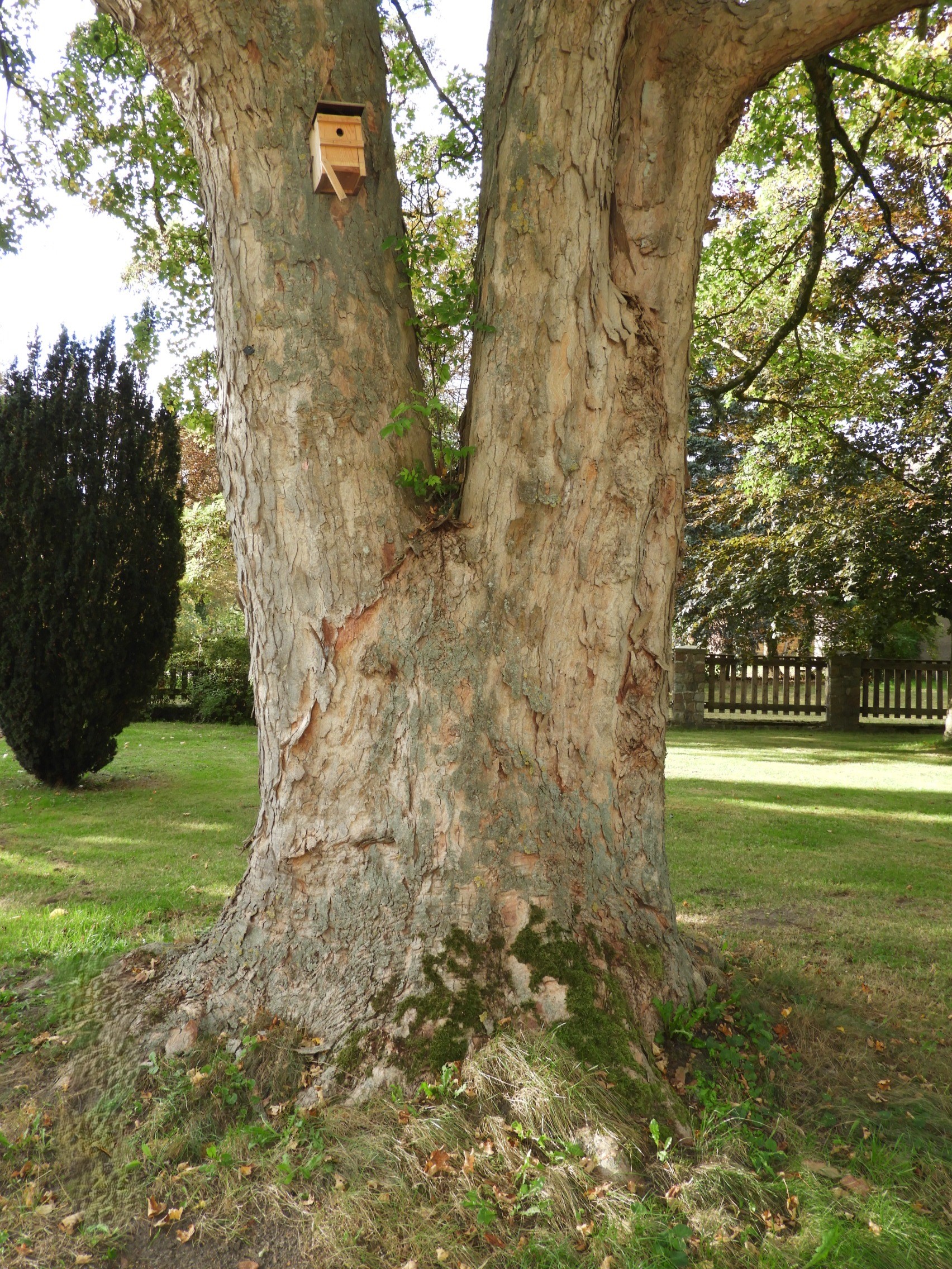 Acer pseudoplatanus - Massow - Stammansicht von Osten im Okt. 2025