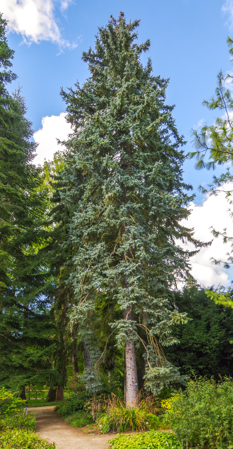Picea pungens 'Argentea' - Potsdam - Okt. 2025