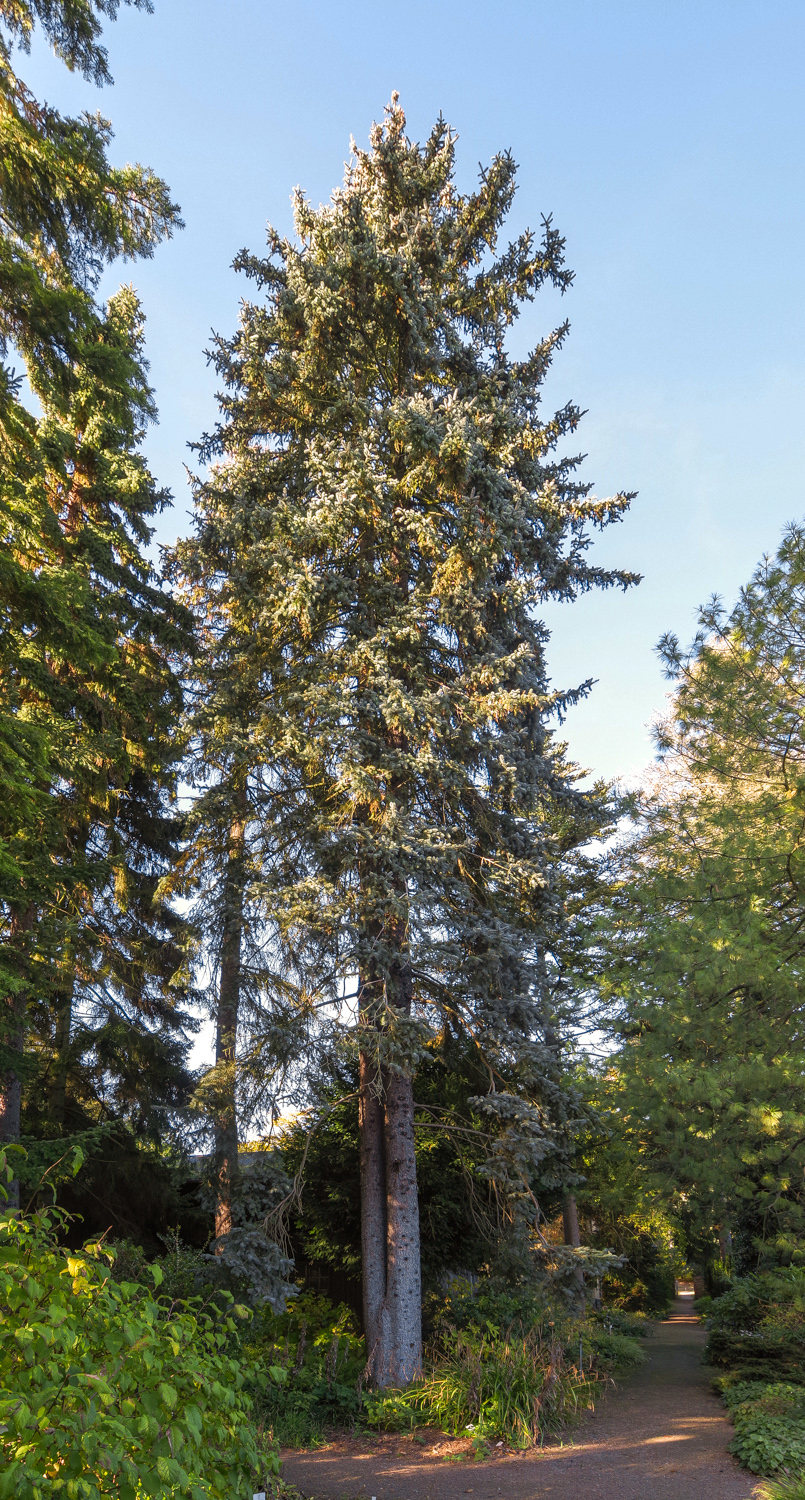 Picea pungens 'Argentea' - Potsdam - Okt. 2025