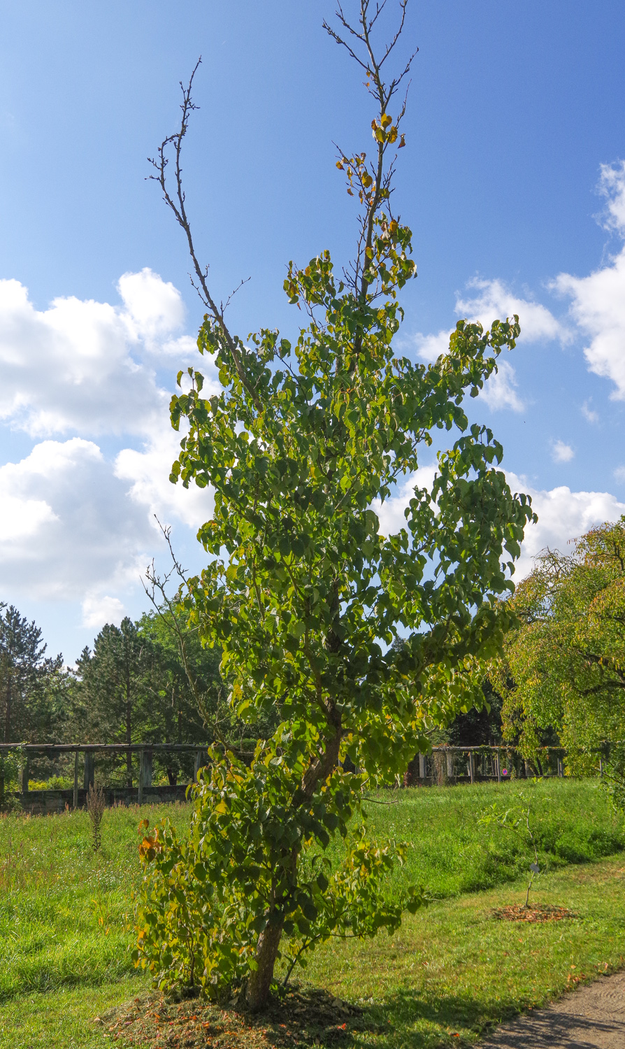 Davidia involucrata - Potsdam - Okt. 2025