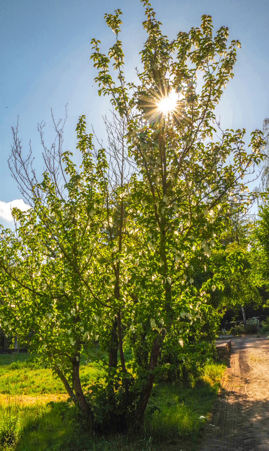 Davidia involucrata - Potsdam - Mai 2019