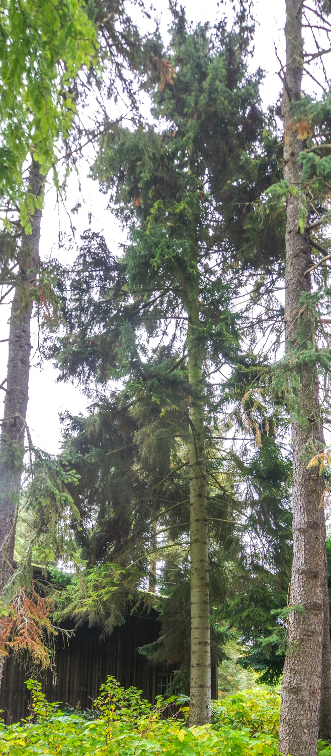 Picea orientalis - Potsdam - Okt. 2025