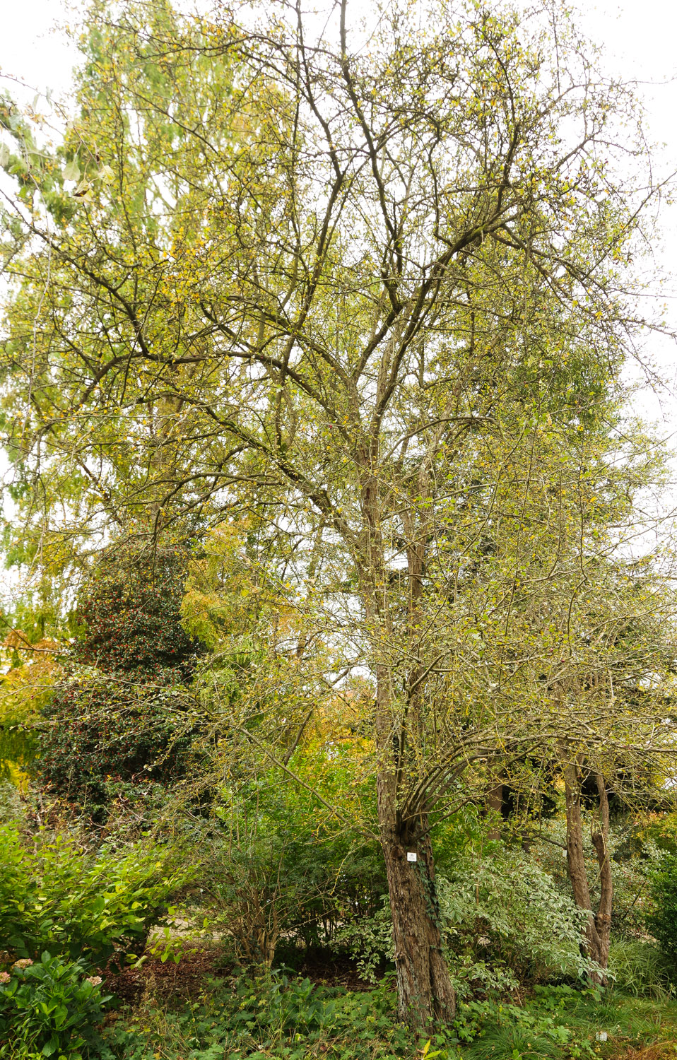 Crataegus monogyna 'Albo-Variegata' - Potsdam - Okt. 2025