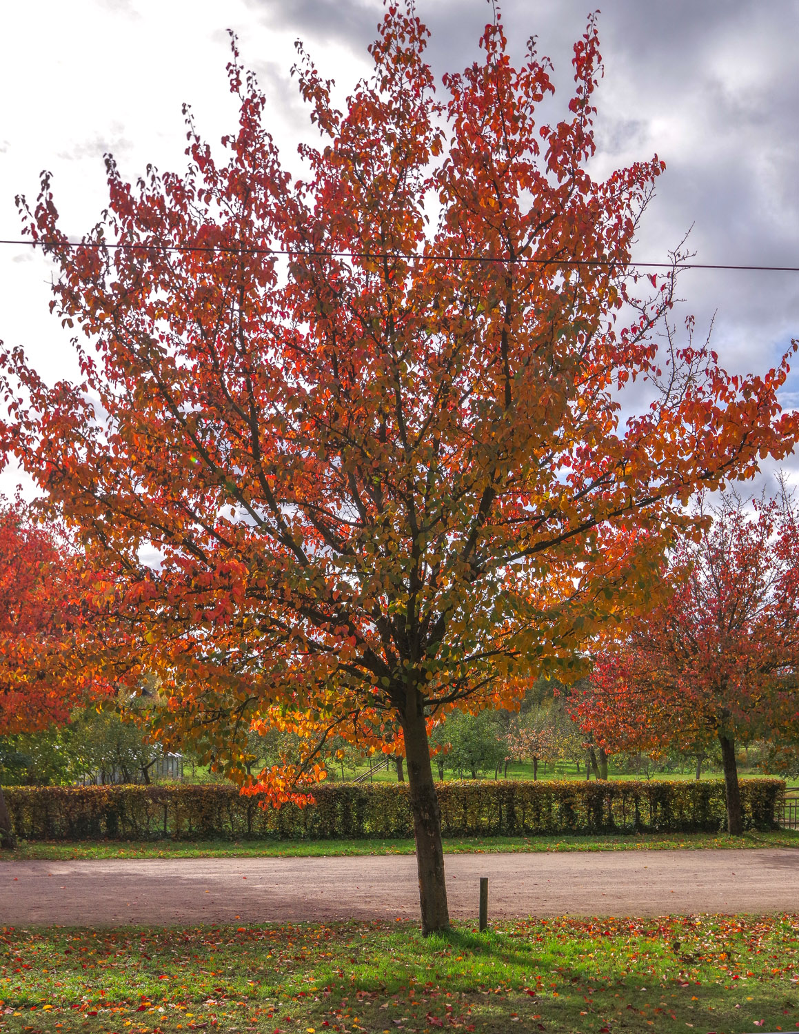 Malus tschonoskii - Potsdam - Okt. 2025
