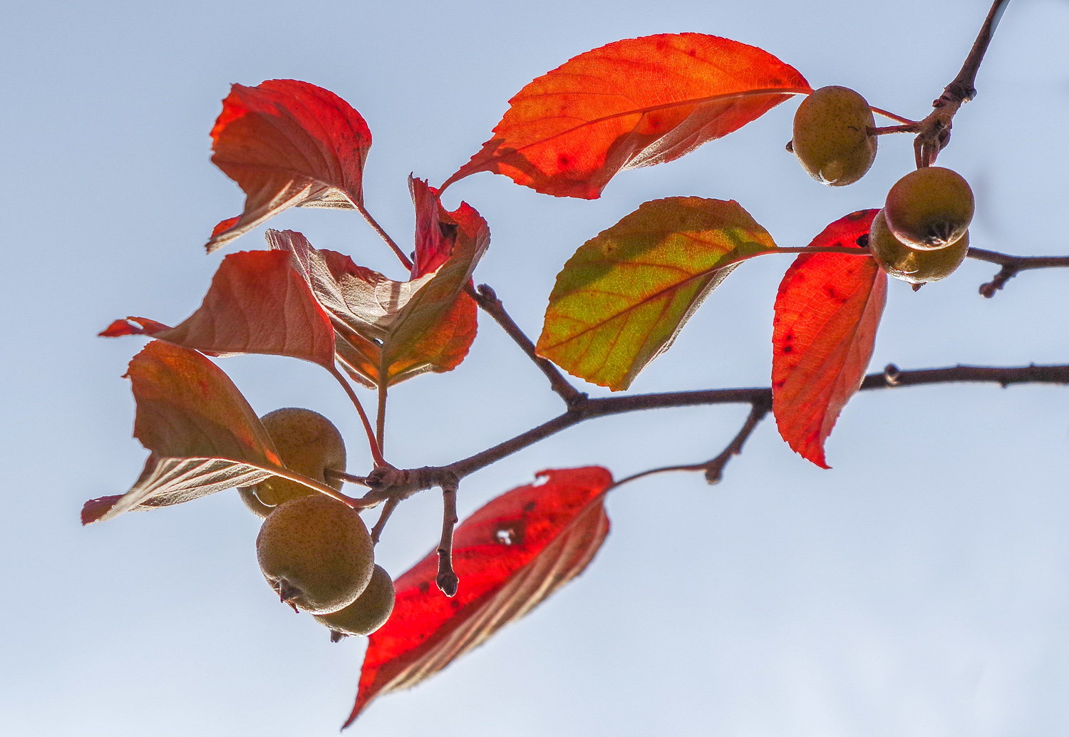 Malus tschonoskii - Potsdam - Okt. 2022